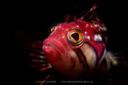Just call me "Red"
A beautiful Red Klipfish poses for me... by Kate Jonker 